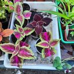 Coleus, Huis en Inrichting, Kamerplanten, Ophalen, Overige soorten, Halfschaduw, In pot