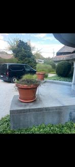 2 grote ronde bloempotten, Tuin en Terras, Bloembakken en Plantenbakken, Ophalen