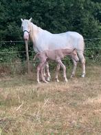 Weidemaatje / draagmerrie kleur cremello, Dieren en Toebehoren