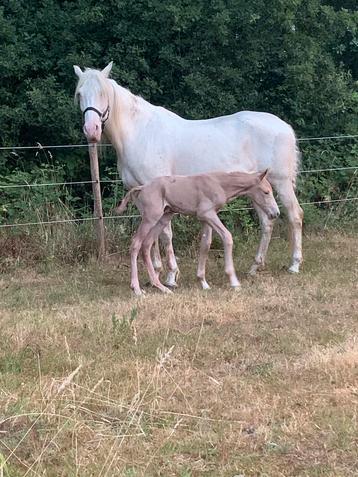 Weidemaatje / draagmerrie kleur cremello beschikbaar voor biedingen
