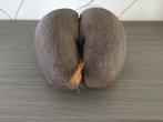 Coco de mer met attest, Ophalen, Gebruikt