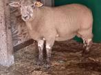 Ramlam, Dieren en Toebehoren