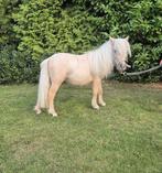 Mooie palamino pony merrie jaarling, Dieren en Toebehoren, Pony's, Merrie, 0 tot 2 jaar, A pony (tot 1.17m), Gechipt