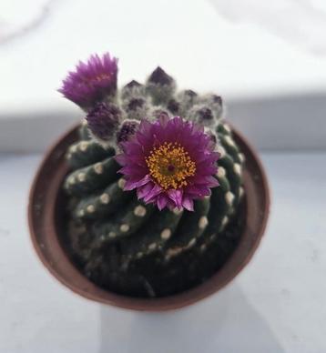 Notocactus uebelmannianus f. brevispinus
 beschikbaar voor biedingen