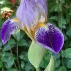 iris, Tuin en Terras, Planten | Tuinplanten, Volle zon, Vaste plant, Lente, Ophalen