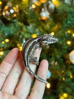 Striped gargoyle gekko, Lézard, Domestique, 0 à 2 ans