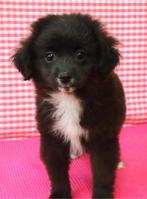Superleuke Kruising Chihuahua - Keeshond pups!, Dieren en Toebehoren, Honden | Chihuahua's en Gezelschapshonden, 15 weken tot 1 jaar