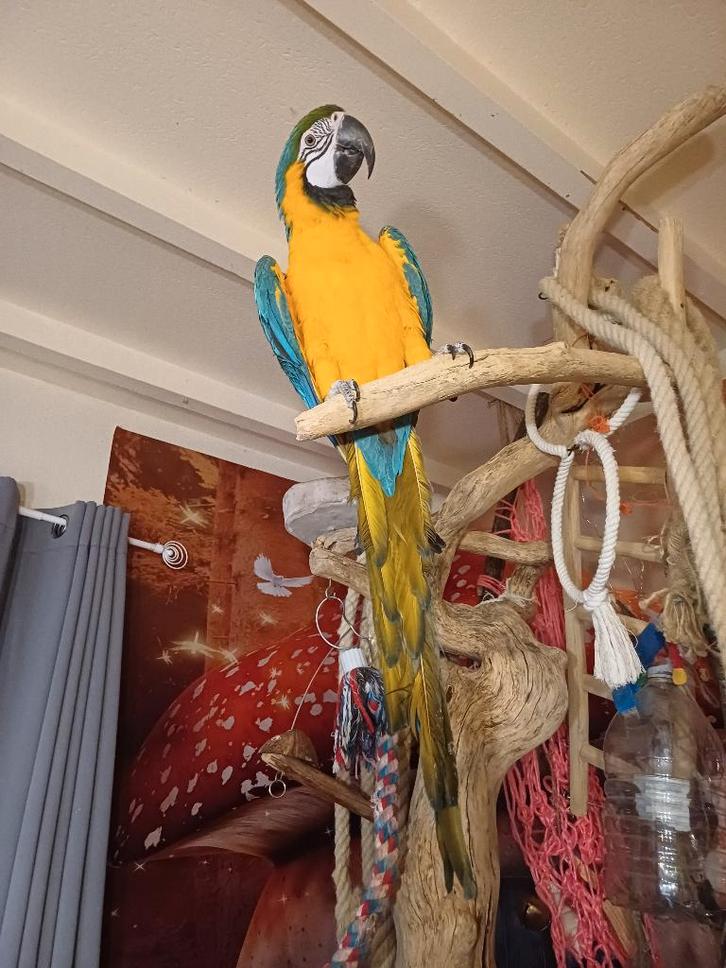 Tamme blauw gele ara te koop, Dieren en Toebehoren, Vogels | Parkieten en Papegaaien, Papegaai, Mannelijk, Pratend, Tam, Geringd