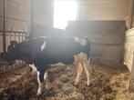 Deckbull Holstein, Articles professionnels, Agriculture | Aliments pour bétail, Enlèvement ou Envoi