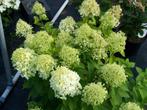 Hydrangea Limelight, Tuin en Terras, Planten | Tuinplanten, Ophalen