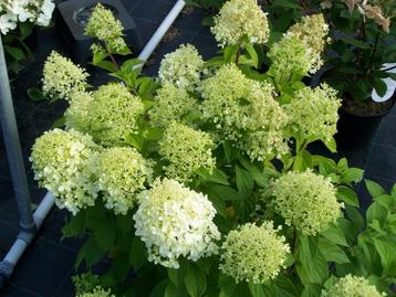 Hydrangea Limelight beschikbaar voor biedingen