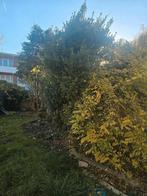 Disponible pour vos jardin, Jardin & Terrasse, Enlèvement