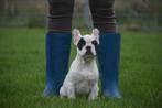 Franse bulldog pups 🌸🐾 bloesem streelt puppy 😍 💝, Dieren en Toebehoren, CDV (hondenziekte), Meerdere, Bulldog, 8 tot 15 weken