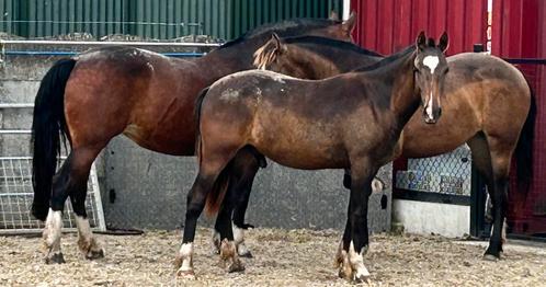 Freiberger (momenteel nog hengst) Elton Van de Kantweg, Dieren en Toebehoren, Paarden, Hengst, Onbeleerd, Minder dan 160 cm, 0 tot 2 jaar