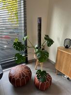 Monstera plant, Ophalen, Zo goed als nieuw