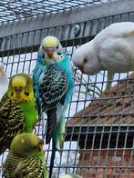 Grasparkieten, Sexe inconnu, Perruche