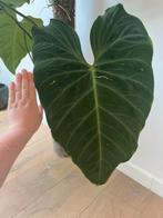 Philodendron Splendid (verrucosum x melanochrysum) XXL, Huis en Inrichting, Kamerplanten, Ophalen