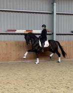 DRESSUURPAARDEN PSG NIVO, Dieren en Toebehoren, ZZ, Ruin, Dressuurpaard, 170 tot 175 cm
