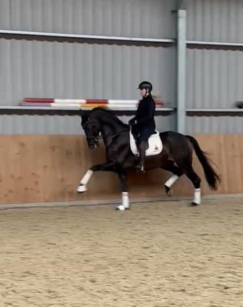 DRESSUURPAARDEN PSG NIVO, Dieren en Toebehoren, Paarden, Ruin, ZZ, 170 tot 175 cm, 11 jaar of ouder, Dressuurpaard