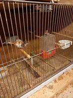 zebravinken te koop, Dieren en Toebehoren, Tropenvogel