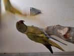 Halsband.:  olijf opaline  /  bleekstaart., Dieren en Toebehoren, Vogels | Parkieten en Papegaaien, Mannelijk, Geringd