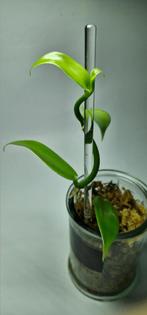 Plante de Vanille Bourbon planifolia 10-15cm, Tuin en Terras, Planten | Fruitbomen, Minder dan 100 cm, Overige soorten, In pot