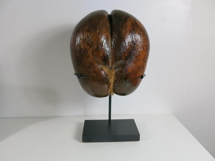 grote ongepolijste Sea Coconut – Coco de Mer, Verzamelen, Dierenverzamelingen, Gebruikt, Ophalen of Verzenden