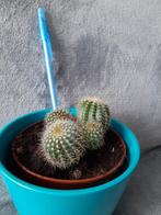 Cactus (sans le cache pot), Cactus