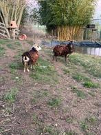 2 moutons, Enlèvement, Autres espèces