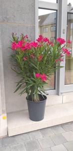 Oleander in pot, voor tuin, terras, veranda of aan zwembad, Ophalen