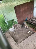 Pauwen koppel, Dieren en Toebehoren, Pluimvee