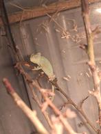 2 baby Jemen kameleons