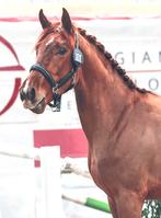 Leuke 2 jarige ruin, Dieren en Toebehoren, Paarden, Ruin, Springpaard