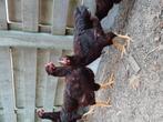 Hanen - Rhode island red, Dieren en Toebehoren, Mannelijk, Kip
