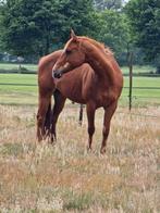 10 jarige quarter merrie, Dieren en Toebehoren, Paarden, Merrie
