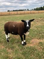 Jonge bonte dekram, Dieren en Toebehoren, Schapen, Geiten en Varkens, Mannelijk, Schaap
