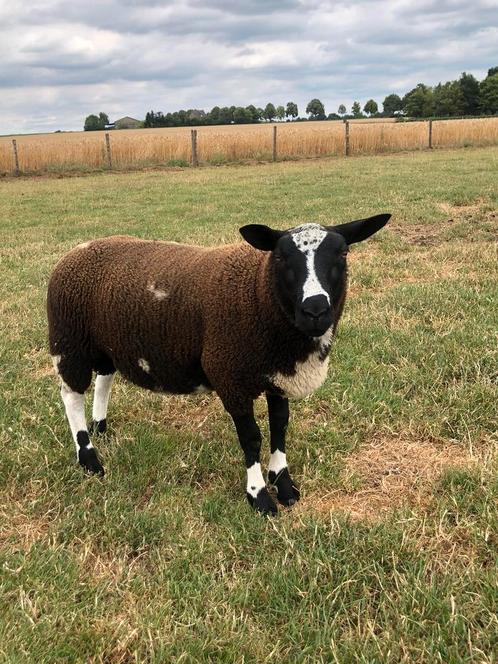 Jonge bonte dekram, Dieren en Toebehoren, Schapen, Geiten en Varkens, Schaap, Mannelijk
