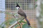 Buulbuul, Dieren en Toebehoren, Meerdere dieren, Tropenvogel, Geringd