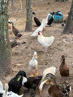Poule de bresse hanen, Animaux & Accessoires, Volatiles