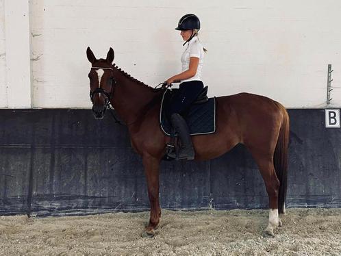 paard te koop, Animaux & Accessoires, Chevaux, Jument, M, 170 à 175 cm, 11 ans ou plus, Avec pedigree, Avec puce électronique