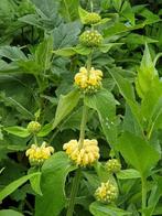 grote potten gele phlomis , lees beschrijving, Autres espèces, Plein soleil, Été, Enlèvement