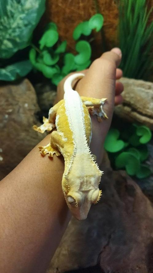 Mooie lily white wimpergekko vrouw, Dieren en Toebehoren, Reptielen en Amfibieën, Hagedis, 3 tot 6 jaar, Tam