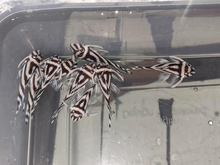 Supermooie jonge L046 L46 +-4cm verschillende bloedlijnen, Dieren en Toebehoren, Vissen | Aquariumvissen