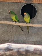 Koppel goudvoorhoofd aratinga, Dieren en Toebehoren, Vogels | Parkieten en Papegaaien, Geringd