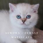 British Shorthair Blue Golden Point, Meerdere dieren, Gechipt, 0 tot 2 jaar