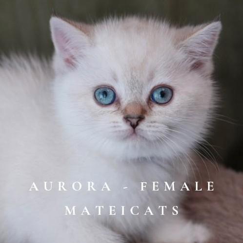 British Shorthair Blue Golden Point, Dieren en Toebehoren, Katten en Kittens | Raskatten | Korthaar, Meerdere dieren, 0 tot 2 jaar
