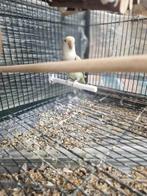 Agapornis, Perroquet nain ou Inséparable