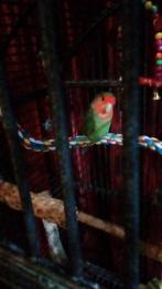 Te koop agapornis (lovebird)., Dieren en Toebehoren