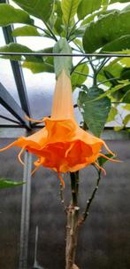 Brugmansia Trompetbloemen, Tuin en Terras, Ophalen