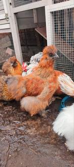 USA zijdehoen, Dieren en Toebehoren